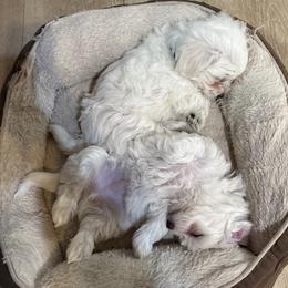 Coton de Tulear puppies from New Canyon Havanese & Coton Puppies