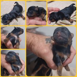 Girl 4 - Black and tan female Shih Tzu puppy in Houston, Texas from Shih Tzu Houston