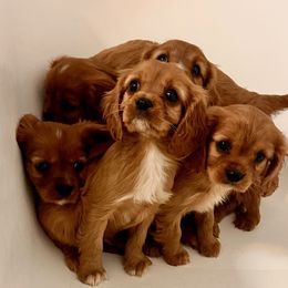 Cavalier King Charles Spaniel Puppies from Sweet Southern Cavaliers