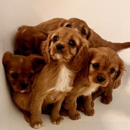 Cavalier King Charles Spaniel Puppies from Sweet Southern Cavaliers