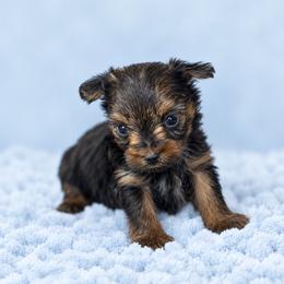 Maltese and Yorkshire Terrier Puppies from Maltese Dollhouse