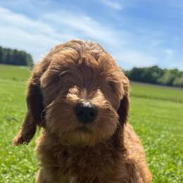 Cherry - Red female Bernedoodle puppy in Copenhagen, New York from Moser’s Mapleridge Farm