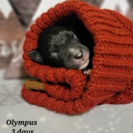 Australian Shepherd Puppies from Summit Australian Shepherds