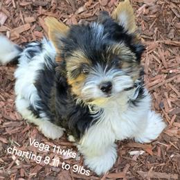 Cosmo - Black tan and white male Biewer Terrier puppy in Hillsboro, Oregon from Biewer Terriers by Rimba