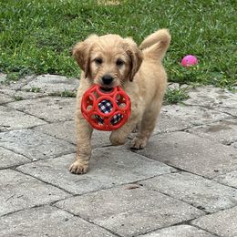 Goldendoodle Puppies from Muddy Acre Pups