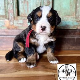 Miss Juniper - Black rust and white female Bernese Mountain Dog puppy in Altura, Minnesota from Bluffside Berners