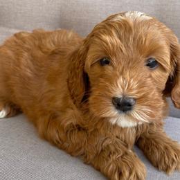Goldendoodle Puppies from Golden Haven Puppies