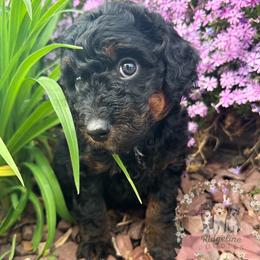 Uncle Fester Addams - male Australian Mountain Doodle puppy in Corydon, Indiana from Ridgeline Doodles