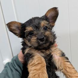 Gemma - Blue and gold female Yorkshire Terrier puppy in Gatesville, Texas from KontryKritterz Yorkies