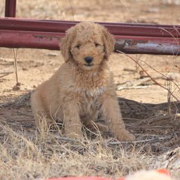 Goldendoodle and Yorkshire Terrier Puppies from Dirty Dogs Pups