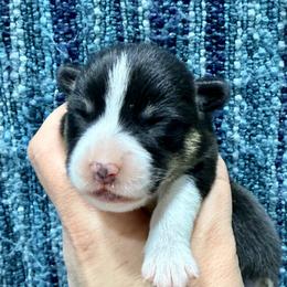 Arctic Fox - Black and tan female Pembroke Welsh Corgi puppy in Ashland, Ohio from SS Australian Shepherds