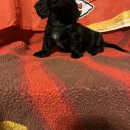 Dachshund Puppies from Abby Stuart