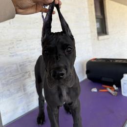Great Danes from Notorious Great Danes