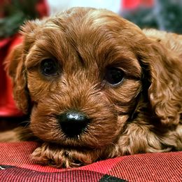 Sugarplum - Red female Cavapoo puppy in Marshfield, Missouri from Puppyloversplace