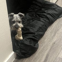 Miniature Schnauzer Puppies from Sugarbaby Kennel