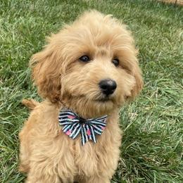 Sofia - Goldendoodle