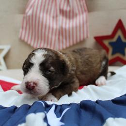 Sage - Sable male Bordoodle puppy in Ashland, Ohio from Cherry Blossom Doodles
