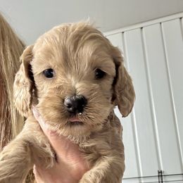 Bridget girl - Golden female Cockapoo puppy in Haines City, Florida from Camic Cockapoos