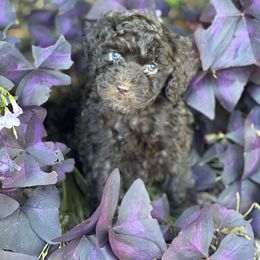 Aussiedoodle Puppies from Dinah Doodles and Aussies