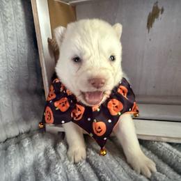 Dorothy - White female Siberian Husky puppy in London, Ohio from Rose Trail Siberian’s