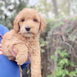 Kanga - Apricot female Goldendoodle puppy in Jacksonville, Florida from Dandelion Doodles
