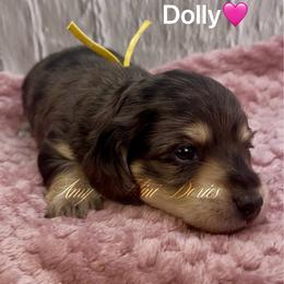 Dolly AKC 3000 - Dapple female Dachshund puppy in Jena, Louisiana from Amy’s Mini Doxies
