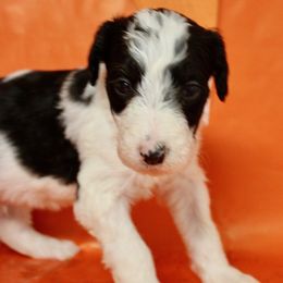 Cider - White and black male Bordoodle puppy in Oak Hill, West Virginia from Highlands Bordoodles