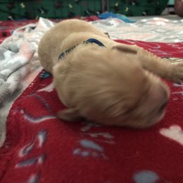 Boy 3 - Golden Retriever puppy in Argyle, Texas from Randalls Golden Retrievers