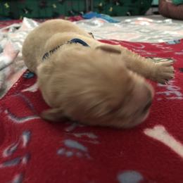 Boy 3 - Golden Retriever puppy in Argyle, Texas from Randalls Golden Retrievers