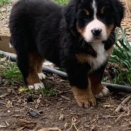 Bernese Mountain Dog Puppies from Blakener’s Bernese mountain dogs