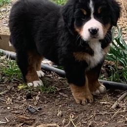 Bernese Mountain Dog Puppies from Blakener’s Bernese mountain dogs