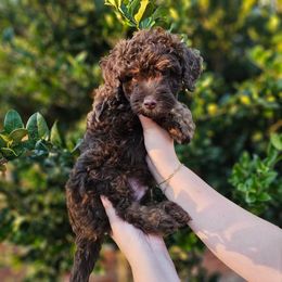 Luke - Phantom male Bernedoodle puppy in Mobile, Alabama from Doodle Dreams