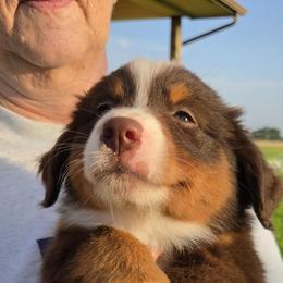 Miniature American Shepherd puppies from Magnolia Tree Miniature American Shepherds