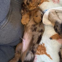 Dachshund Puppies from Birkin’ Paws