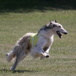 Silken Windhounds from Wind n Satin Sighthounds