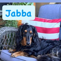 Jabba - Dachshund