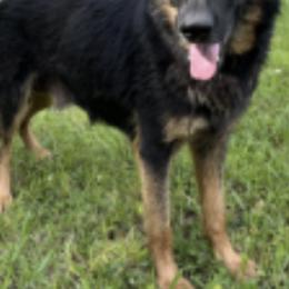 Thora - German Shepherd