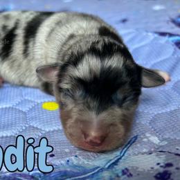 Bandit - Blue merle male Miniature American Shepherd puppy in Millington, Tennessee from Goading Glee Glade