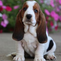Violet - Black brown and white female Basset Hound puppy in Pollock, Missouri from Northstar