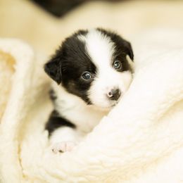 Australian Shepherd Puppies from Polkaussies