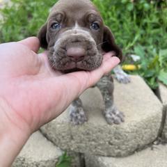 Bracco Italiano and Chihuahua Puppies from Snow Peak Kennel