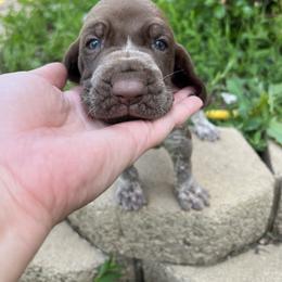 Bracco Italiano and Chihuahua Puppies from Snow Peak Kennel