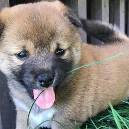 Red - Red Shiba Inu puppy in Iowa from Jordan's Shiba Inu