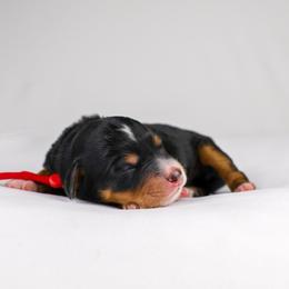 Tri female - Tri-color female Bernedoodle puppy in Lehi, Utah from Heart J Bernedoodles