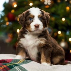 Jade - female Australian Mountain Doodle puppy in Cortez, Colorado from Sassy Pants Pups