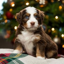 Jade - female Australian Mountain Doodle puppy in Cortez, Colorado from Sassy Pants Pups
