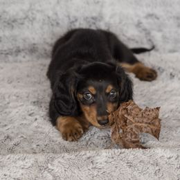 Dachshund Puppies from Delightful Doxies
