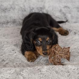 Dachshund Puppies from Delightful Doxies