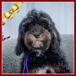 Wednesday - Black white and tan female Cockapoo puppy in Connersville, Indiana from Deaz Doodle Ranch