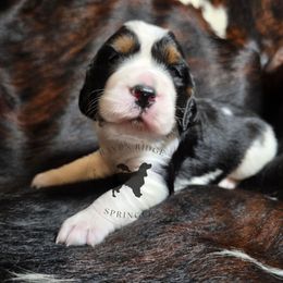 Chickpea - Black white and tan female English Springer Spaniel puppy in Pierz, Minnesota from Raven Ridge Springers